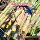 (Authentic) Yunnan golden sugarcane tail heads, crispy yellow-skinned sugarcane cold-resistant seedlings, thin-skinned, planted in the north and south Yunnan golden sugarcane seed heads (varietal Guangdong Cui) 10 pieces each with 3-5 buds
