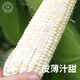 雪甜7401甜玉米种子爆汁珍珠牛奶玉米冰糖水果玉米春秋播玉米种孑 金苗雪甜7401玉米 40g原装*2袋