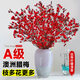Ding diced Australian wintersweet flowers hydroponically grown fresh branches and dry branches indoor flower arrangement New Year's Eve flower plants New Year real flowers fresh cut wintersweet red series festive red 5A grade Australian wintersweet-60-80cm 8 branches