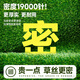 Simulated turf, artificial turf carpet, outdoor floor matting, football field artificial turf, plastic fake turf fence, Su Chao same style green backing adhesive, 2 cm thick, 20-pin sample, 0.3cm*0.3cm