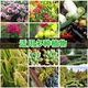 Chemical Fertilizer Stanley Compound Fertilizer Vegetables Nitrogen, Phosphorus and Potassium Universal Fertilizer for Growing Vegetables Household Potted Fruit Trees Organic Compound Fertilizer Ziplock Bag Special Fertilizer for Fruits, Vegetables and Flowers <3Jin Jin is equal to 0.5kg>