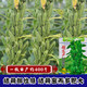 High-yield Sesame King Seeds White Sesame Seeds Sesame Seeds Strong-flavor Thin-skinned Organic Sesame Seeds One Whip Super High-Yield Sesame King Original 100g*4 Bags Dosage per Acre