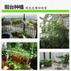Chemical Fertilizer Stanley Compound Fertilizer Vegetables Nitrogen, Phosphorus and Potassium Universal Fertilizer for Growing Vegetables Household Potted Fruit Trees Organic Compound Fertilizer Ziplock Bag Special Fertilizer for Fruits, Vegetables and Flowers <3Jin Jin is equal to 0.5kg>