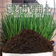 Onion, ginger, garlic, general soil cultivation, flower cultivation, nutrient soil, nursery soil, flowers, golden kudzu, special organic soil fertilizer, general nutrient soil 20Jin Jin equal to 0.5kg (mixed organic fertilizer)