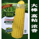 Yellow sticky corn seeds, golden sweet sticky glutinous big stick corn, waxy corn seeds, vegetable seeds, thin skin, sticky sweet, Xinnuo 628 original 200g/big stick, high viscosity and strong fragrance