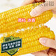 Yellow sticky corn seeds, golden sweet sticky glutinous big stick corn, waxy corn seeds, vegetable seeds, thin skin, sticky sweet, Xinnuo 628 original 200g/big stick, high viscosity and strong fragrance