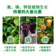 Green Long Nitrogen, Phosphorus and Potassium Balance High Potassium Rooting Water-soluble Fertilizer Large Element Water-soluble Fertilizer Nutrient Fertilizer 20kg Large Element High Nitrogen Type 20kg