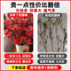 Ding diced Australian wintersweet flowers hydroponically grown fresh branches and dry branches indoor flower arrangement New Year's Eve flower plants New Year real flowers fresh cut wintersweet red series festive red 5A grade Australian wintersweet-60-80cm 8 branches