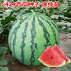 Explosive sweet Kirin watermelon seedlings 8424 soil seedlings ground potted high yield early maturing Midu seedless watermelon 8424 Kirin watermelon seedlings 6 pcs