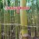 (Authentic) Yunnan golden sugarcane tail heads, crispy yellow-skinned sugarcane cold-resistant seedlings, thin-skinned, planted in the north and south Yunnan golden sugarcane seed heads (varietal Guangdong Cui) 10 pieces each with 3-5 buds