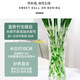 JIAHE Lucky Bamboo hydroponic plants in the living room to attract wealth Bamboo tall pothos green plants potted flowers indoor flowers new store promotion Lucky Bamboo 60-70cm 8-pack