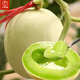 Dayu Jade Mushroom Melon Seeds White Skin Ice Cream Honey Sweet Melon Seeds Super Sweet Early Mature Xin Yugu F1 Melon Seeds 10 capsules