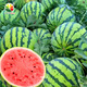 NONGZHIZI Lazy Man Watermelon Seed Extra Large Spring Meidu Watermelon Seed 50 capsules/bag