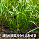 Fengming Yashi Shandong fine-leaf leek farmhouse old variety leek family balcony four-season vegetables small fine-leaf leek seeds 10g