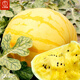 Dayu Yellow Heart Watermelon Seeds, Early Maturity, Yellow Skin, Red Flesh, Yellow Flesh, Special Xiaofeng Watermelon Seeds, Southern Fruit, Huang Meiren, Yellow Skin, Yellow Flesh Watermelon Seeds, 20 capsules, 3 bags
