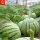 Dayu 8424 watermelon seeds are suitable for southern rock sugar unicorn melon seeds, early-maturing and thin-skinned rock sugar unicorn melon watermelon seeds, 30 capsules x 2 bags