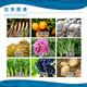 Sanliu Shanghai Tongrui 920 Sanliu 75% gibberellic acid crystal powder seed production and fruit growth regulator 1g*10 bags