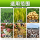 Barometer Golden Autumn 10% Prohexadione Calcium Growth Regulator Peanut Growth Regulator Genuine Pesticide Peanut Special Agent 100g*50 bottles Whole box discount Save 20 yuan