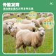 Hefeng fattening sheep premix 2.5% super mixed fattening weight gain and growth prevention yellow fat calculus stone sheep feed 1 bag (40Jin Jin equals 0.5kg) can be mixed with 1600Jin Jin equal to 0.5kg