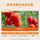 Guoguang Chongfeng 0.7% sodium nitrophenolate aqueous agent induces stress resistance, regulates yield, and increases early flowering tomato official authentic product 5L*1 barrel
