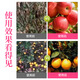 The gospel of eight old men and lazy people is a one-time spread of nutrients and slow-release nutrients. It provides a stable supply throughout the year, saves worry and is efficient, promotes strong roots and strong trees, and ensures a good harvest. Fruit tree base fertilizer 200g 1 bag
