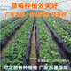 Ground black mulch plastic film for agricultural planting thickened anti-aging weeding insulation moisturizing and anti-weed greenhouse fruit tree greenhouse 11Jin Jin is equal to 0.5 kg black 1 silk thick 1.5 meters wide 300 meters long field style