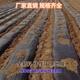 Ground black mulch plastic film for agricultural planting thickened anti-aging weeding insulation moisturizing and anti-weed greenhouse fruit tree greenhouse 11Jin Jin is equal to 0.5 kg black 1 silk thick 1.5 meters wide 300 meters long field style
