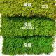 Moss gray moss dry landscape moss ball soft decoration indoor moss maintenance-free no watering green moss natural green gray moss light green 1 square meter