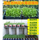 General nutrient soil, special soil for balcony vegetable growing, organic nutrient soil 100 Jin Jin is equal to 0.5 kg. Vegetable general household flower fertilizer 100 Jin Jin is equal to 0.5 kg. Organic nutrient soil for vegetable planting.