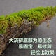 Moss gray moss dry landscape moss ball soft decoration indoor moss maintenance-free no watering green moss natural green gray moss light green 1 square meter