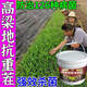 Cat sorghum field anti-heavy cropping soil-borne disease agent is sprayed directly to condition the soil to resist heavy stubble and solve root rot. Sorghum soil agent_sorghum field anti-heavy cropping 2 barrels