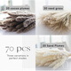 Original idea (CHUGOUXIANG) Yunnan real flower pampas grass whisk dust rabbit tail dried bouquet pampas grass HS37 with box