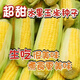 Jingxi Fruit Corn Seeds Super Sweet, Heat Resistant, High Yield Extra Large Sweet Corn Seeds for Field Balcony Planting, Black Waxy Corn Seeds 200-2 Packs Guaranteed
