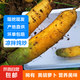 Shanxi Yuncheng yellow carrots fresh carrot vegetables