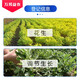 Guoguang 30% polyclonal, paclobutrazol, vegetable and peanut dwarfing agent, plant growth regulator pesticide 200g