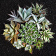 Die fünffarbige Agave glückverheißende Krone der Goldenen Leech Prinzessin Thunder Sukkulente Pflanzenkombination Potted Saizhixe Einzelhoch