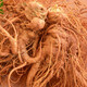 Notoginseng de panax frais Sélection du Yunnan Wenshan Panax notoginseng avec des racines Champs Freshs Wine Schec 250g 500g [Cinq ans Sélection de panax frais notoginseng] 4 Total 500g