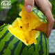 Shouhe watermelon seeds seedlings potted early maturing yellow heart gift melon fruit seeds Weifeng Xiaofeng watermelon seeds 15 pieces