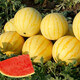 Dayu Yellow Heart Watermelon Seeds Complete Collection Early Mature Yellow Skin Red Flesh Yellow Flesh Special Xiaofeng Watermelon Seeds Southern Fruit Japan丨Benjin Linglong Watermelon Seeds 100 Original
