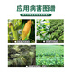 Guoguang Youlehong 8% amine fresh ester coloring increases root production, promotes cell division, preserves flowers and fruits, growth regulator 500ml