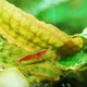 Tingbaige Ornamental Shrimp Pet Shrimp Adult Propagation Shrimp Female Shrimp Male Shrimp Colorful Shrimp Live Ten Female Three Male Set Live Shrimp 10 Female Three Male Shrimp 10 Female Three Male Shrimp 10 Female Three Male