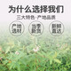 万农山罗布麻茶新疆正品特级野生新芽嫩叶茶养生茶可搭雪菊绞股蓝青钱柳杜仲 罗布麻500g