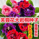 重瓣大岩桐种子 富贵芙蓉花种子 四季播花卉易种室内阳台盆栽花 897粒良种送肥 混合装各种颜色