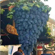 Grape seeds potted fruit tree seeds grape balcony fruit seeds grape tree grape planting Kyoho grape seeds 28 capsules p