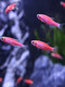 Mo Zhiyao Ornamental Fish Zebrafish Living Small Living Fish Freshwater Practice Fish Crazy Tropical Fish Six Colored Rainbow Zebras 6 Free 2 Get 2 Loss Prevent Loss 8