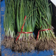 Purple-skinned onion seedlings, fruit red-skinned onion seedlings, four-season garden vegetable seedlings, 20 trial plantings, purple-skinned fruit onion seedlings, high-yielding king