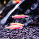 Yunfeng Hairui tropical fish Ornamental fish Small ornamental fish Zebrafish Live Tropical fish Live Small fish Live fish 10 red zebrafish