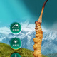Cordyceps sinensis áreas tibetanas Cordyceps sinensis La hierba rota es más asequible para comer a los corredes secos nutritivos nutritivos de masa seca empapada en vino y polvo para hacer sopa. 200 gramos de Big Cordyceps sinensis obtienen 25 gramos