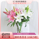Yue Colorful AB grade high-quality perfume lilies, various living flowers for home and office, Kunming base, freshly picked for straight hair, 10 random single-color lilies (5 branches for double heads)