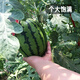 Fengming Yashi early-maturing four-season watermelon seeds thin-skin gift hybrid watermelon seeds Kirin 2K watermelon seeds 50 capsules